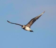 Arctique labbe dans australasie photo