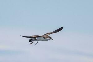 de buller puffin dans australasie photo