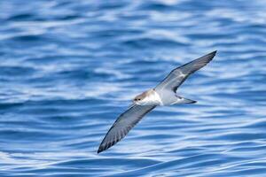 de buller puffin dans australasie photo