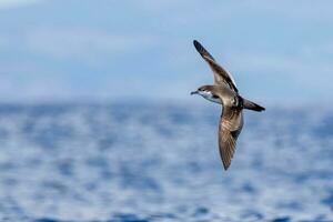 de buller puffin dans australasie photo