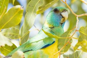 cloncurry ringneck perroquet photo