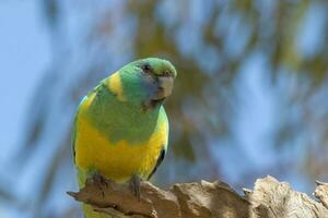 cloncurry ringneck perroquet photo