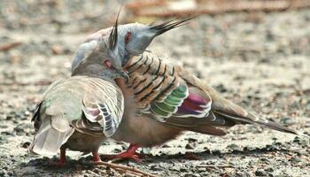 huppé Pigeon dans Australie photo