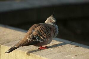 huppé Pigeon dans Australie photo