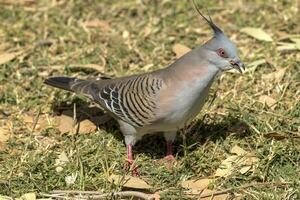 huppé Pigeon dans Australie photo