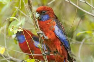 cramoisi Rosella dans Australie photo