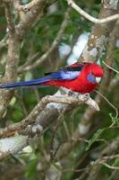 cramoisi Rosella dans Australie photo