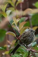 Dunnock haie moineau photo