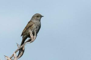 Dunnock haie moineau photo