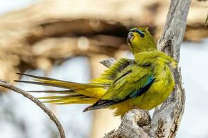 élégant perroquet dans Australie photo