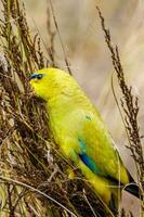 élégant perroquet dans Australie photo