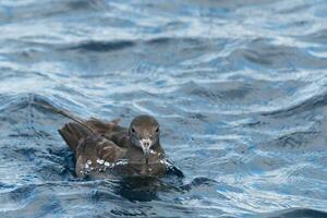 aux pieds de chair puffin dans australasie photo