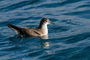 flottant puffin dans australasie photo