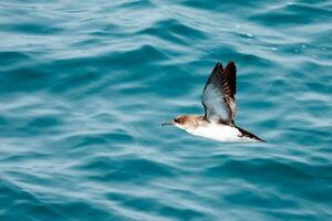 flottant puffin dans australasie photo