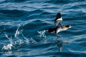 flottant puffin dans australasie photo