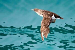 flottant puffin dans australasie photo