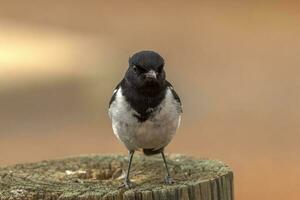 encapuchonné Robin dans Australie photo