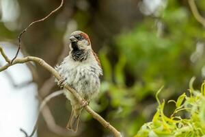 commun maison moineau photo