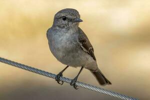 encapuchonné Robin dans Australie photo