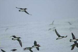 chez hutton puffin dans Nouveau zélande photo