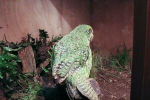 kakapo en danger nuit perroquet de Nouveau zélande photo