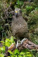 kea alpin perroquet de Nouveau zélande photo