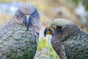 kea alpin perroquet de Nouveau zélande photo