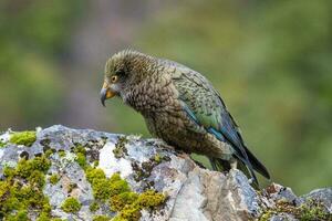 kea alpin perroquet de Nouveau zélande photo