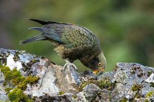 kea alpin perroquet de Nouveau zélande photo