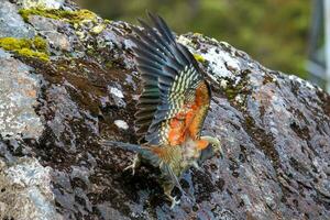 kea alpin perroquet de Nouveau zélande photo