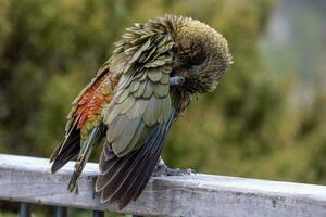 kea alpin perroquet de Nouveau zélande photo