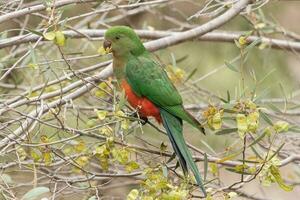 perroquet roi australien photo