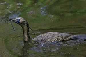 peu noir cormoran photo