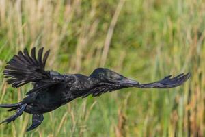 peu noir baiser dans Nouveau zélande photo