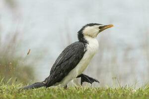 petit cormoran pie photo