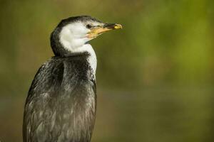 petit cormoran pie photo