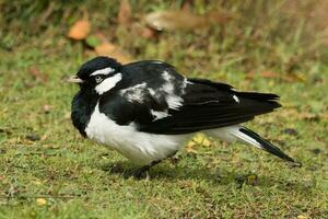 pie alouette dans Australie photo