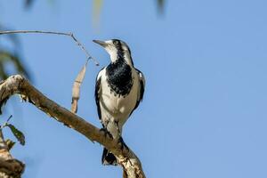 pie alouette dans Australie photo