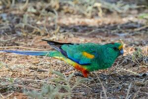 mulga perroquet dans Australie photo