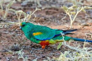 mulga perroquet dans Australie photo