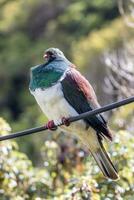 kereru Nouveau zélande Pigeon photo