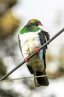 kereru Nouveau zélande Pigeon photo