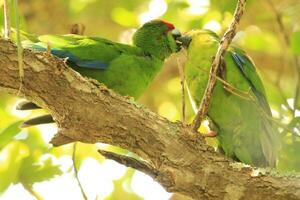Norfolk île vert perroquet photo