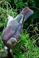 kereru Nouveau zélande Pigeon photo