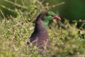 kereru Nouveau zélande Pigeon photo