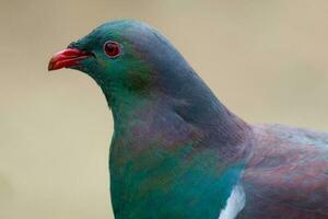 kereru Nouveau zélande Pigeon photo