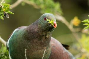 kereru Nouveau zélande Pigeon photo