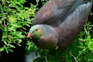 kereru Nouveau zélande Pigeon photo