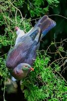 kereru Nouveau zélande Pigeon photo