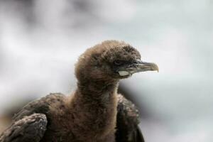 Otago baiser dans Nouveau zélande photo